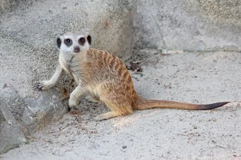 Curious meerkat looking at the camera Stock Photos
