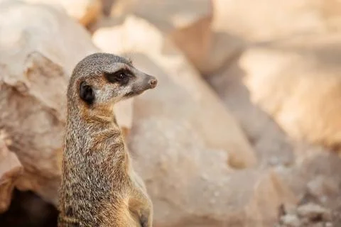 Curious Meerkat Stock Photos