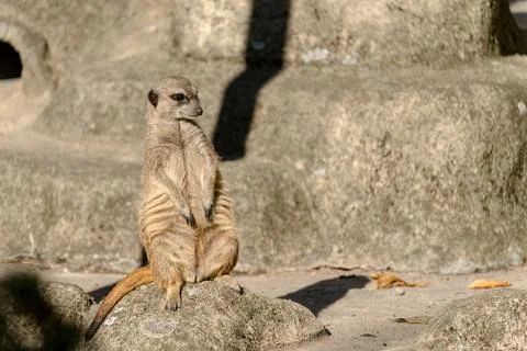 Curious Meerkat Stockfoto's