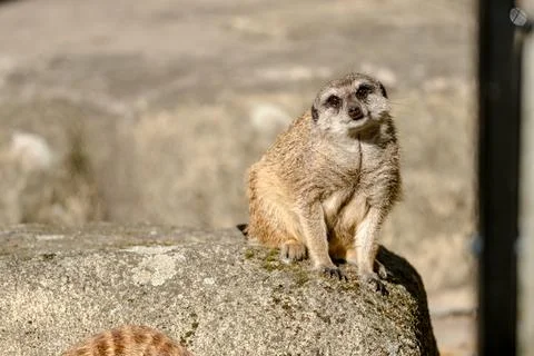 Curious Meerkat Stockfoto's