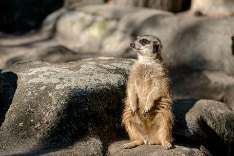 Curious Meerkat Stock Photos