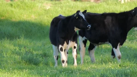 Curious milk cows Stock Footage 137144028