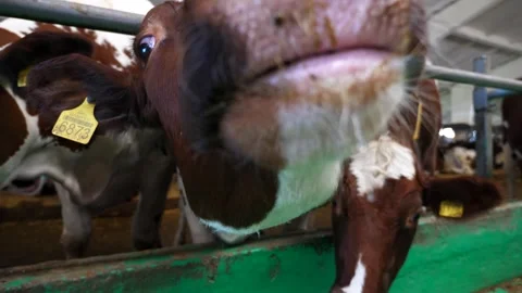 Curious milk cows looking into camera and sniffing it with a big wet noses at Stock Footage 341796658