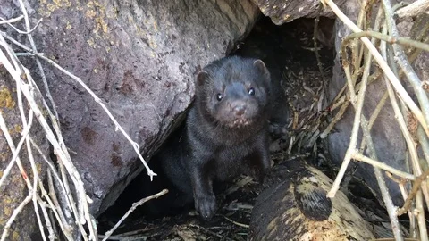 Curious mink Stock Footage 73473731