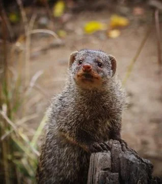 Curious Mongoose Stock Photos