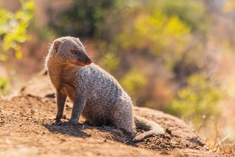 Curious mongoose sitting on sandy ground in warm evening light. Foto stock