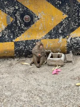 Curious Monkey on a Car Windshield in Pakistan's Hill Stations Stock Photos