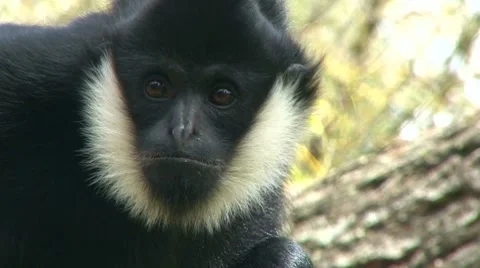 Curious Monkey Close Up Stock Footage 10578744