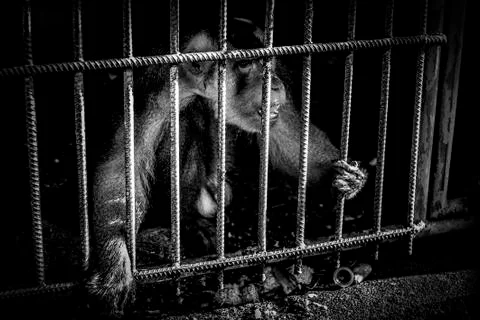 The curious monkey cub. Stock Photos