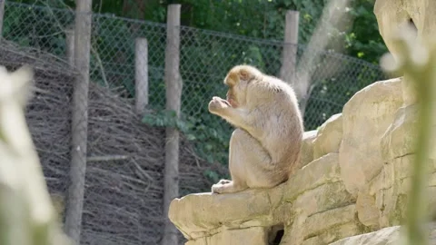 A Curious Monkey Devours A Juicy Tropical Fruit On a Stone Stock Footage 285840450