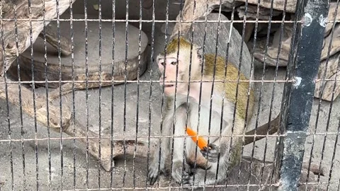 A curious monkey enjoys a snack while sitting behind a cage's bars. Stock Footage 330264971
