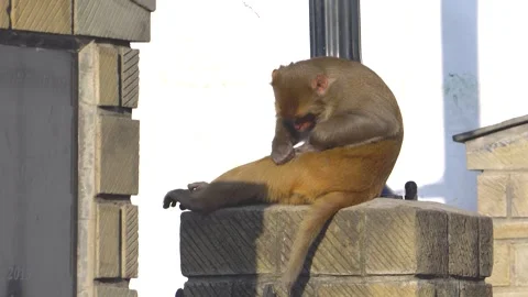 Curious Monkey Examining Its Own Fur 動画素材 271149383