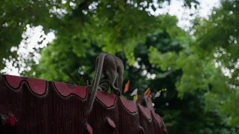 A Curious Monkey Explores Its Surroundings on a Colorful Wooden Barrier in a Stock Footage 310162800