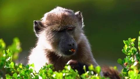 Curious Monkey Gazing Thoughtfully in Jungle Stock Footage 314298380