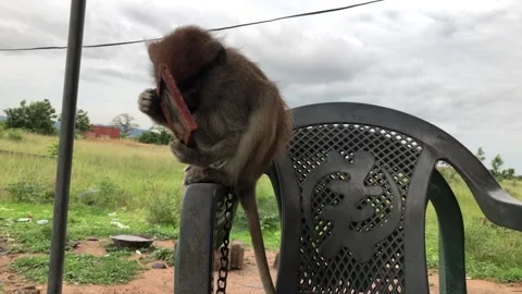 Curious Monkey Holding Mirror on Plastic Chair, on June 15th, 2025. Accra-Ghana Stock Footage 312350192