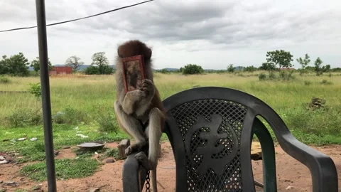 Curious Monkey Holding Mirror on Plastic Chair, on June 15th, 2025. Accra-Ghana Stock Footage 312351089