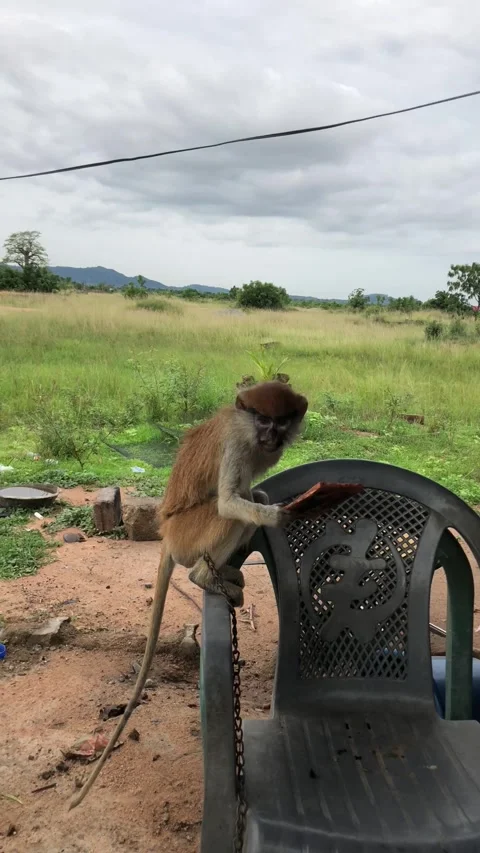 Curious Monkey Holding Mirror on Plastic Chair, on June 15th, 2025. Accra-Ghana Stock Footage 312351175