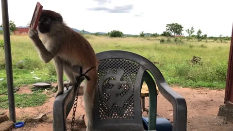 Curious Monkey Holding Mirror on Plastic Chair, on June 15th, 2025. Accra-Ghana Stock Footage 312497451