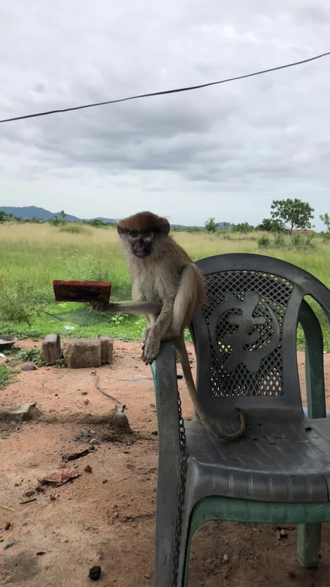 Curious Monkey Holding Mirror on Plastic Chair, on June 15th, 2025. Accra-Ghana Stock Footage 312498283