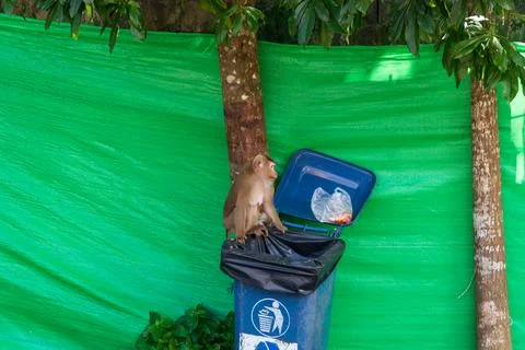 A Curious Monkey is Joyfully Exploring a Trash Bin in its Natural Environment Stock Photos