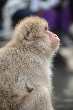 Curious monkey looking upward closely Stock Photos