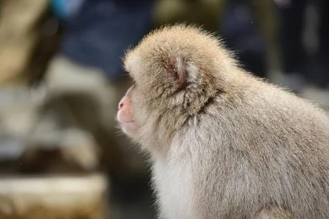 Curious monkey looking upwards in natural setting Foto stock