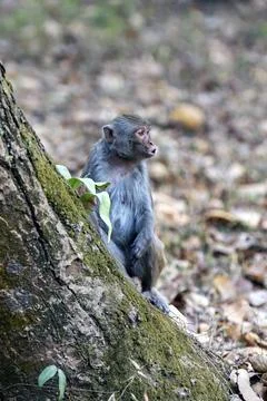 Curious Monkey on Mossy Tree Trunk in Forest Stock Photos