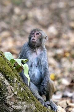 Curious Monkey on Mossy Tree Trunk in Forest Stock Photos