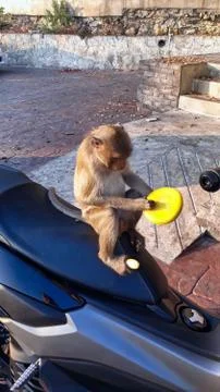 Curious monkey on the motorcycle Stock Photos