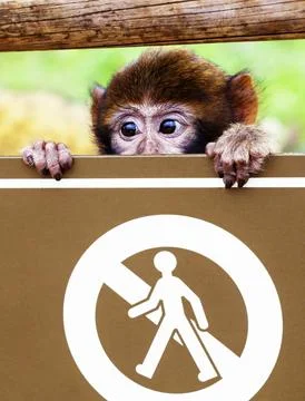 Curious monkey peeks over no entry sign in vibrant natural setting Stock Photos