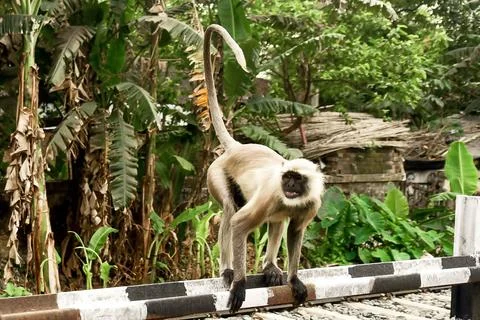 Curious Monkey Perched on Rail Barrier in Lush Jungle Setting Stock Photos