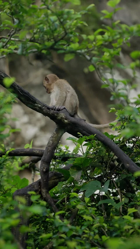 A curious monkey perched on a thick tree branch partially obscured by lush Stock-Footage 312205438
