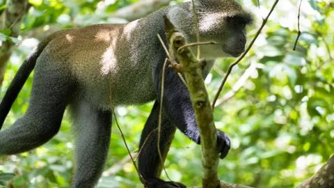 A Curious Monkey Playfully Exploring Its Lush Green Habitat Deep Inside the Stock Photos