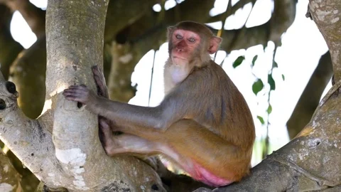 Curious monkey sits on tree 스톡 동영상 74170783