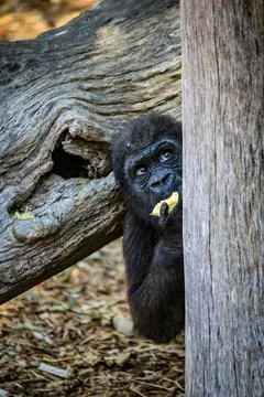 A curious monkey sits within its natural habitat Stock Photos