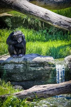 A curious monkey sits within its natural habitat Stock Photos