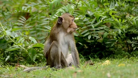 Curious monkey sitting and eating in lush green tropical forest Stock Footage 310683735
