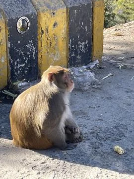 A curious monkey sitting on the road, its expressive eyes scanning the surr.. Stock Photos
