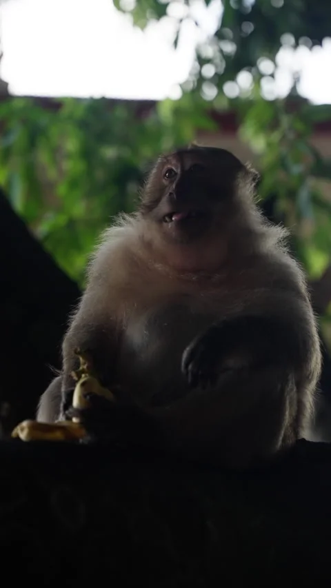 A curious monkey sitting on a shaded tree branch enjoys eating a banana in a Stock Footage 312206845