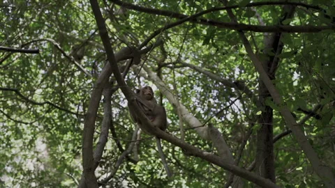 Curious monkey sitting on a tree branch Vídeo Stock 331950123