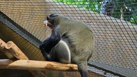 A curious monkey is spending time inside its enclosure at the zoo, exploring its Stock Photos