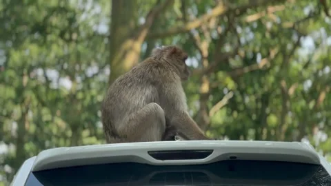 A curious monkey on a top of car Stock Footage 281673386