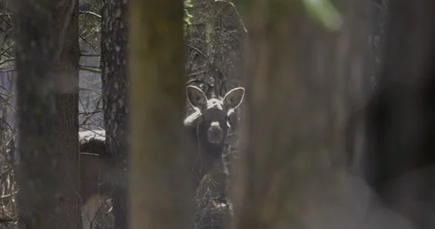 Curious moose peeking from behind the trees, 4K slomo Stock Footage 237467497