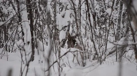Curious moose in snowy winter forest landscape Stock Footage 60248330