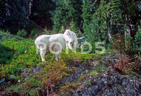 Curious mountain goats, Stock Photos