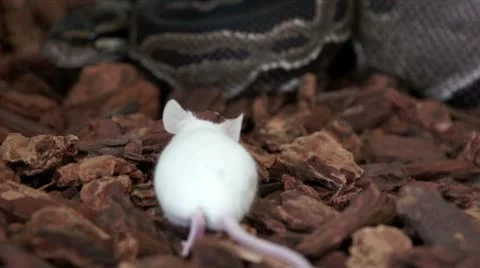 Curious Mouse and calm python HD Video stock 9013248