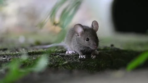 Curious Mouse on Mossy Ground Vidéo 348156092