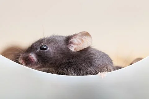 Curious mouse Stock Photos