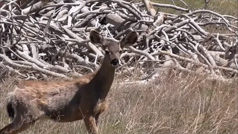 Curious Mule Deer Stock Footage 124297582