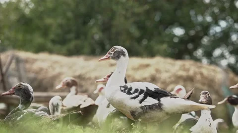Curious Muscovy ducks look into the camera. ducks by the haystack. Stock Footage 218376764